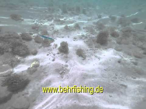 Behr Dorsch-Piper/Cod-Piper-03 - Schwarz-Silber