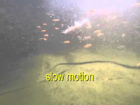 Behr Trendex Fat Mom - Riesen-Twister 16cm